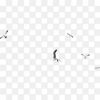 一群空中飞翔的海鸥