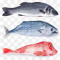 可怕海鱼