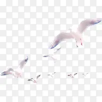 高清一群飞翔海鸥