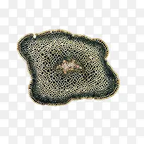 平面生物细胞动植物细胞