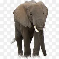 悠然自得的非洲象