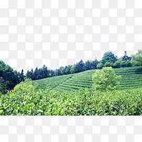 茶田气候宜人