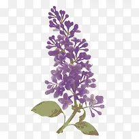 矢量卡通手绘紫草紫色花朵