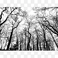 冬季树林里的树木