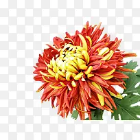 红色的菊花