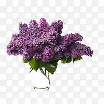 紫罗兰桌花图片素材