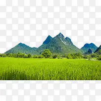 山下的稻田