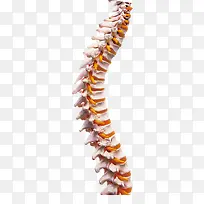 脊柱脊骨模型