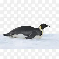 南极雪上的企鹅