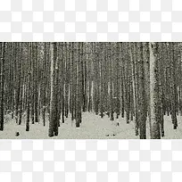 灰色雪地杨树林茂密