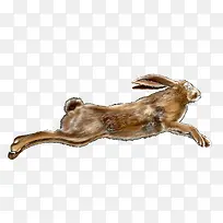 奔跑和兔子