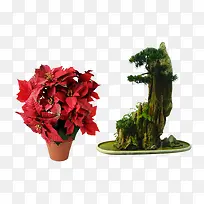 植物盆栽