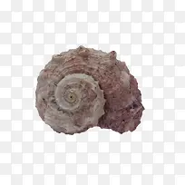 灰褐色海螺壳