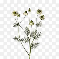 金盏菊花插画