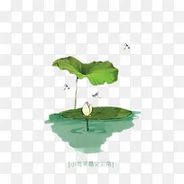 水中的荷叶