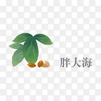 中药胖大海