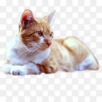 可爱的小猫