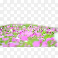 浪漫花海