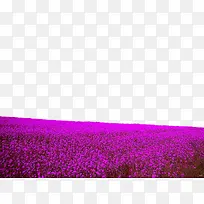 紫色广阔花田边框