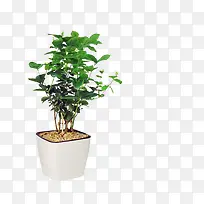小型茉莉花盆栽