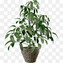 绿色植物