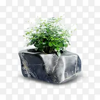 植物石头盆栽