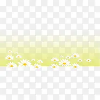 洋甘菊