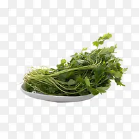 新鲜益母草