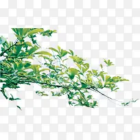 高清摄影绿色草本植物树木