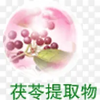茯苓素材的图文设计