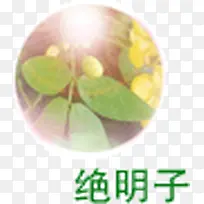 决明子药材设计