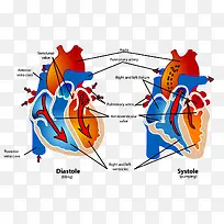 心脏解剖关系图