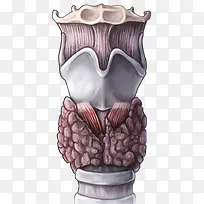 甲状腺医疗插图