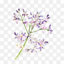 二十四番花信风-谷雨- 三候楝花