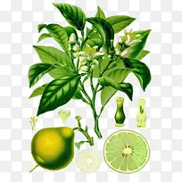 佛手柑植物免抠素材免费素材