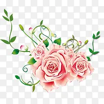 玫瑰花蕾