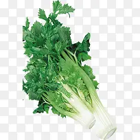 芹菜