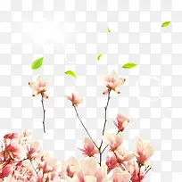粉色浪漫木兰花