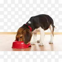 吃狗粮的比格猎犬
