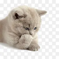 可爱的猫咪
