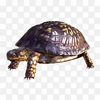 背部凹凸不平的海龟