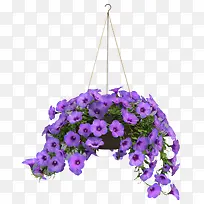紫色小花吊篮花