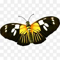 黑黄相间蝴蝶设计