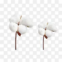 两朵精梳棉棉花植物图片素材