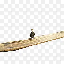 站在木筏上的水鸟