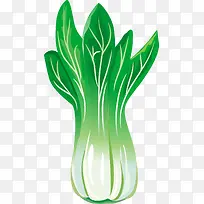 白菜