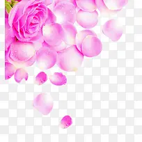 粉色玫瑰掉落花瓣医疗