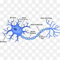 蓝色生物矢量神经细胞