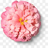 粉色圆形重叠花卉金秋