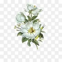 木兰花